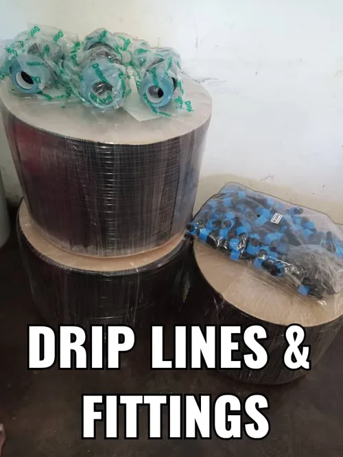 Drip lines laid out between crop rows