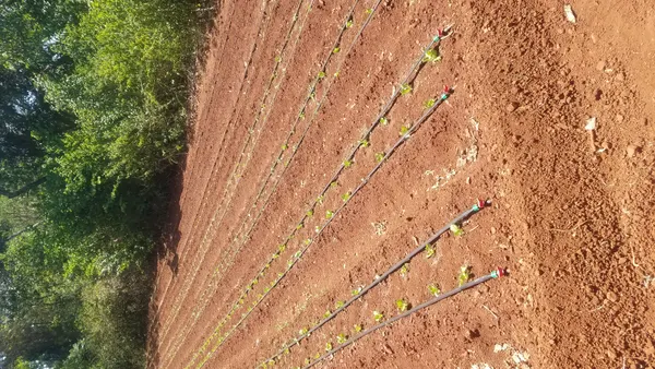 Dripline irrigating rows of young crops in a field