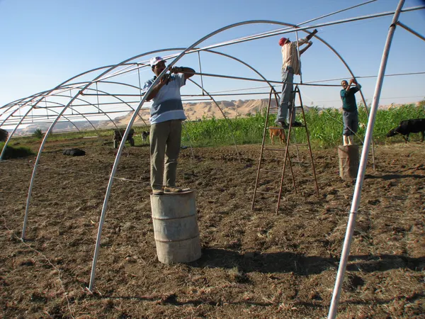 Irrigated greenhouse rows with healthy crops